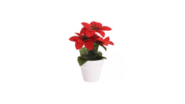 Kerstplant Rood Pot Keramiek